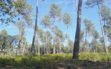 Forêt Domaniale de Vouillé St Hilaire