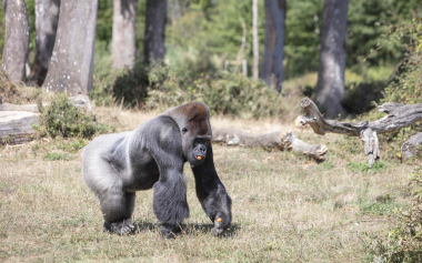 Vallée des singes